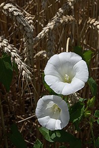 C. sepium, snårvinda