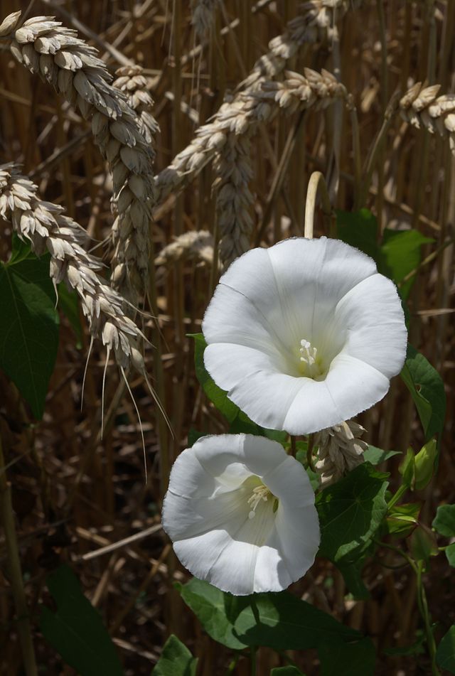 fleurs blanches