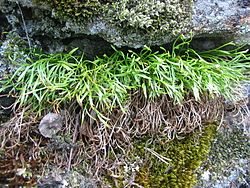 Liuskaraunioinen (Asplenium septentrionale).jpg