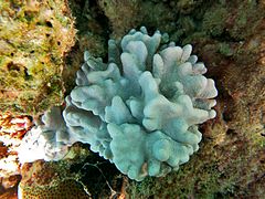 Une colonie de corail Lobophytum sp.
