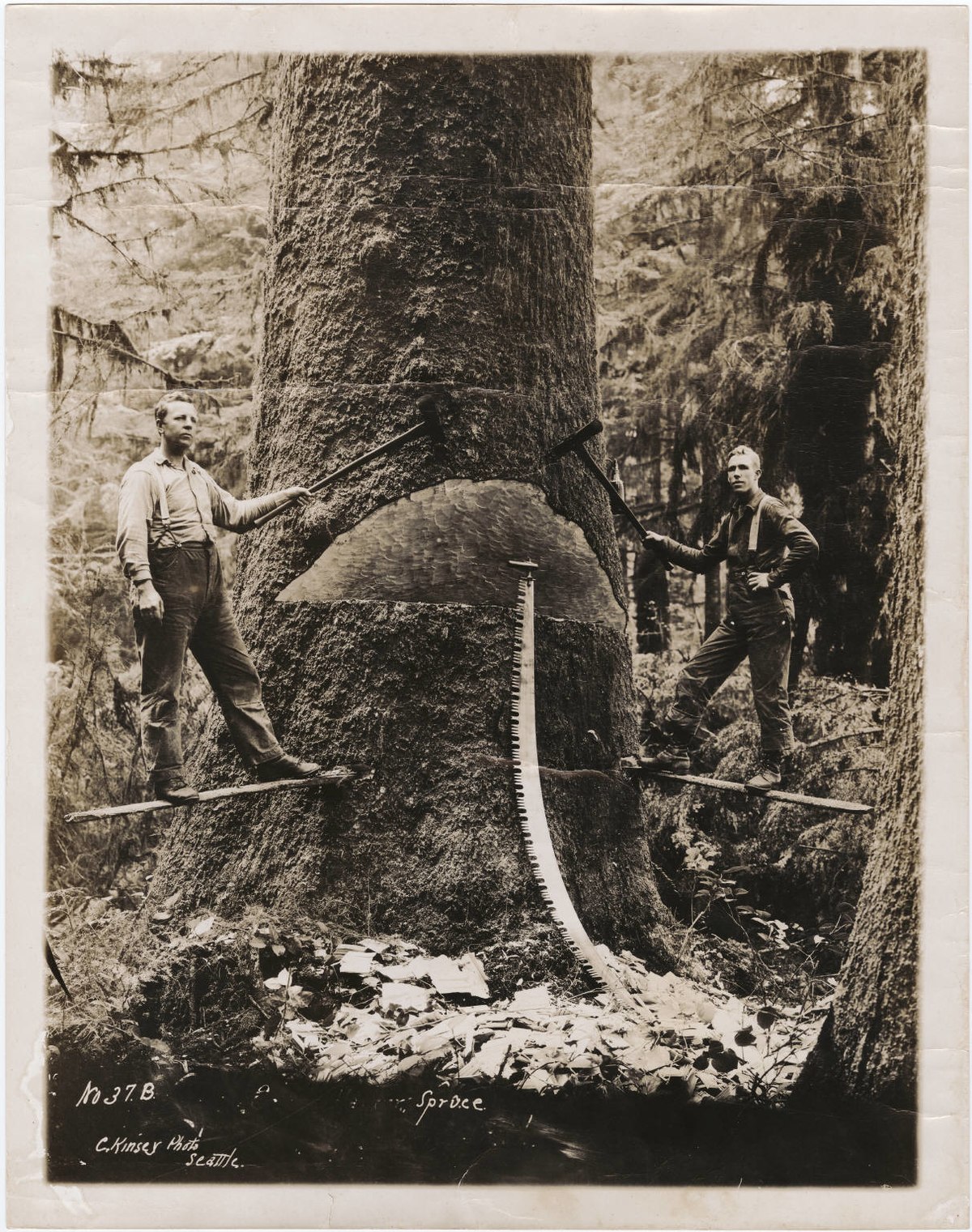 Quelle est la tenue réglementée des Bûcheron et Forestier ?