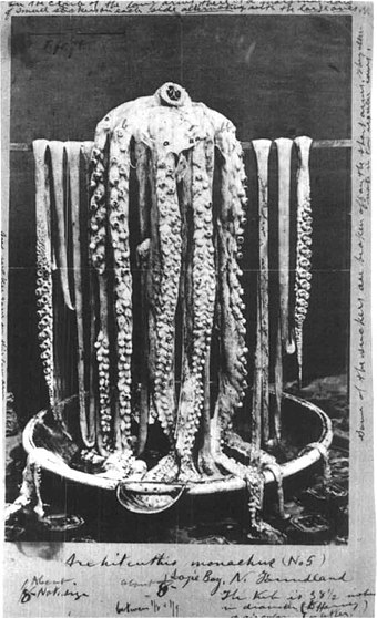 List of giant squid specimens and sightings - Wikipedia