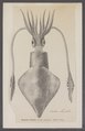 Loligo vulgaris - - Print - Iconographia Zoologica - Special Collections University of Amsterdam - UBAINV0274 090 05 0010.tif