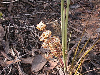 <i>Lomandra multiflora</i> Species of plant in Asparagaceae family