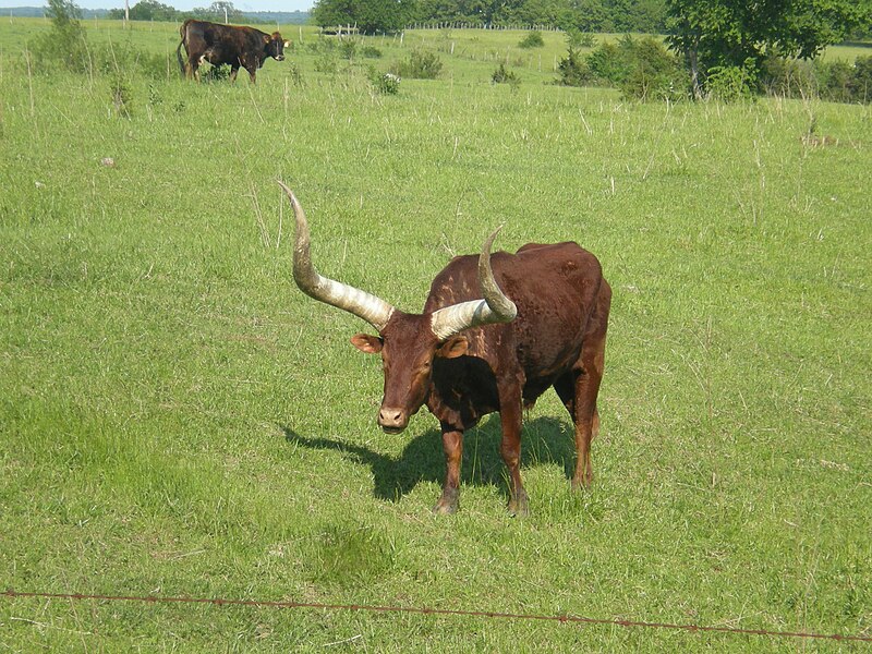 File:Longhorn in mo.jpg