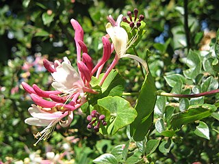 <i>Lonicera caprifolium</i> Species of honeysuckle