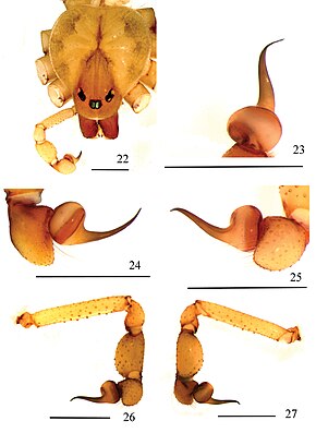 Descripción de la imagen de Loxosceles karstica (10.3897-zookeys.806.27404) Figuras 22–27.jpg.