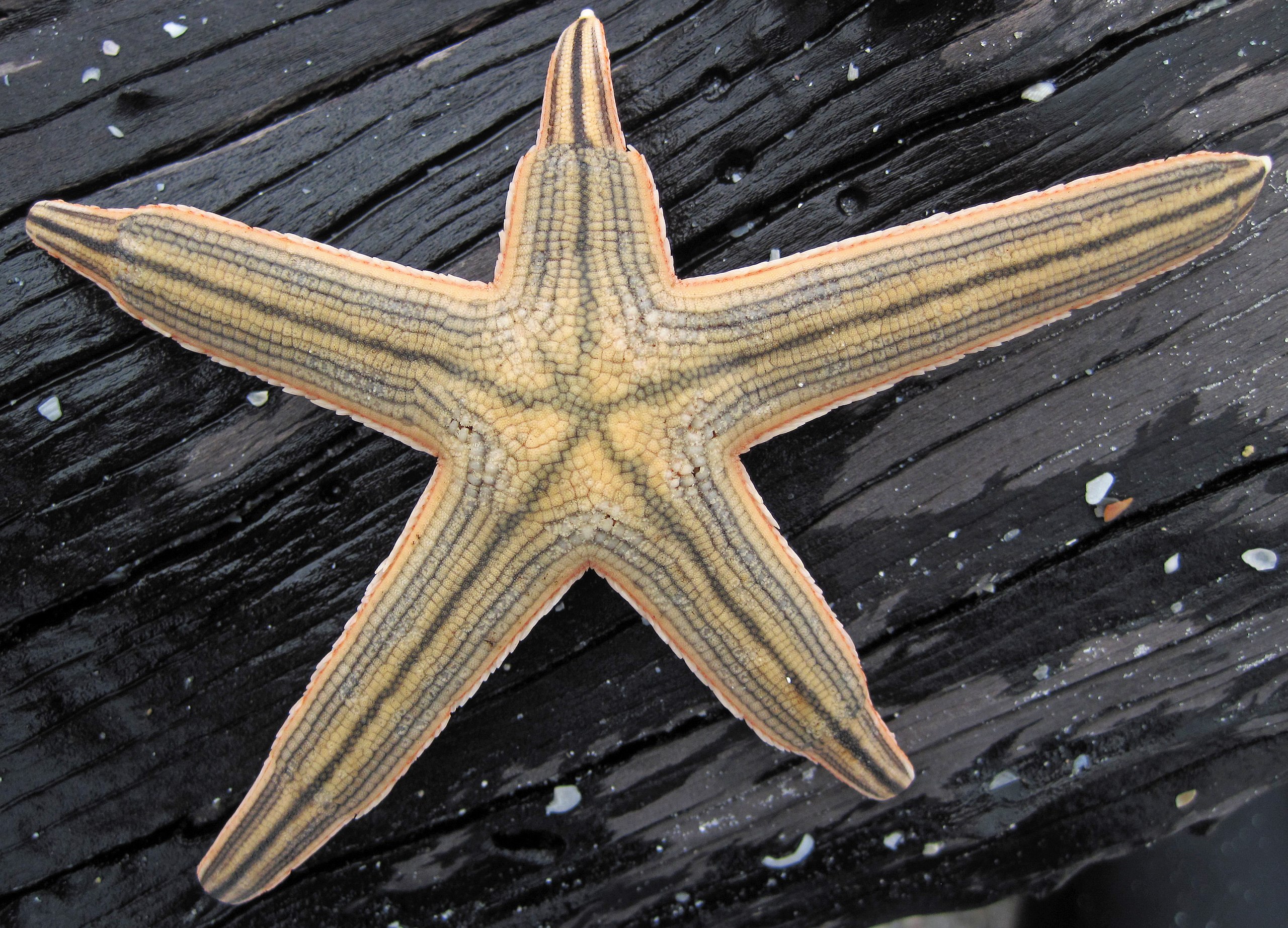 You Say Starfish, I Say Sea Star - Coastwatch CurrentsCoastwatch