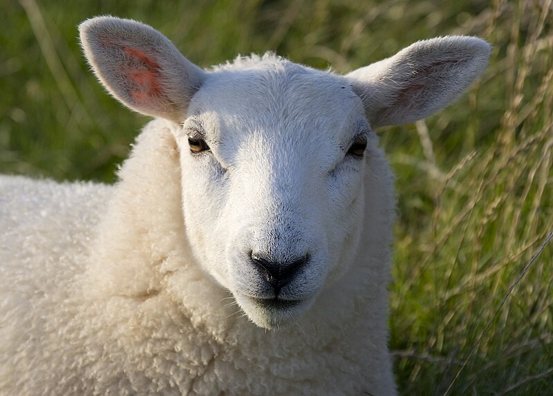 File:Lundy sheep (head detail).JPG