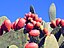 Luther_Burbank_Spineless_Cactus