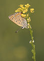 * Nomination Lesser Fiery Copper (Lycaena thersamon). Adana - Turkey. --Zcebeci 06:09, 6 April 2016 (UTC) * Promotion Good quality. --Hubertl 07:25, 6 April 2016 (UTC)