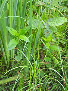 Turzyca długokłosowa (Carex elongata), 2022-06-20
