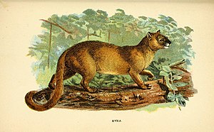 Jaguarundi (Puma yagouaroundi), tiaknang