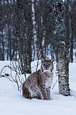 Thumbnail for File:Lynx Posing (132356837).jpeg