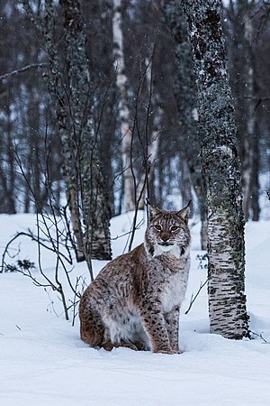 Râs Eurasiatic: Taxonomie, Caracteristici, Răspândire și habitat