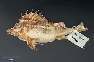 Deepsea pigfish Species of fish