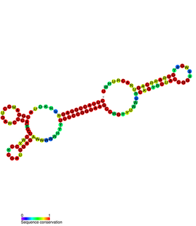 Magnesium responsive RNA element