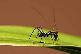 Macroxiphus sp cricket