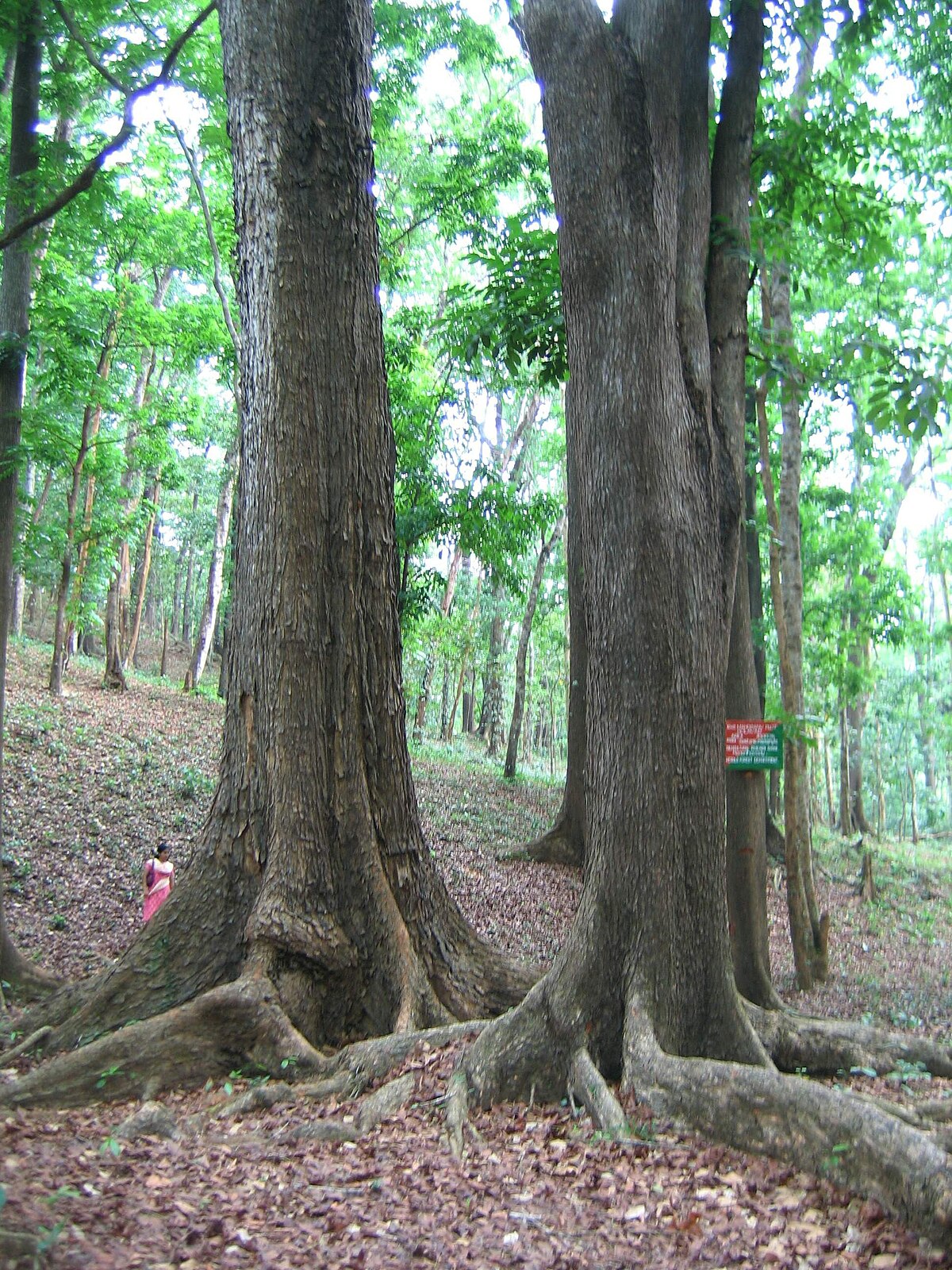 Características de la madera de Caoba