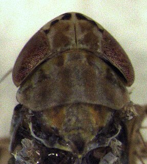 <i>Maiestas</i> genus of insects