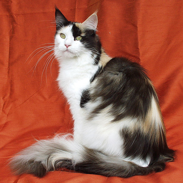 File:Maine Coon female.jpg