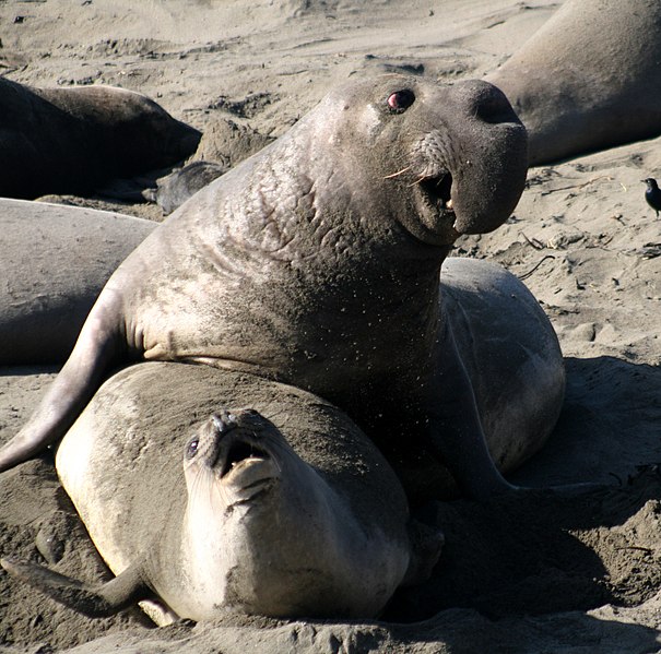 File:Male and female Mirounga angustirostris 2.jpg