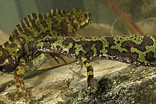 Female marbled newt with male in background in Girona, Spain Male and female marbled newts.jpg