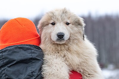 Male pyrenean mountain dog.jpg