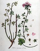 Malva moschata — Flora Batava — Volume v10.jpg