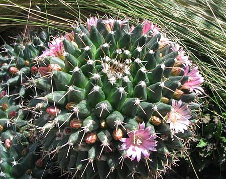 Fail:Mammilaria_gigantea.jpg