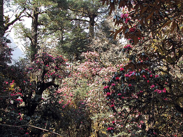 Rhododendron forest in Nepal