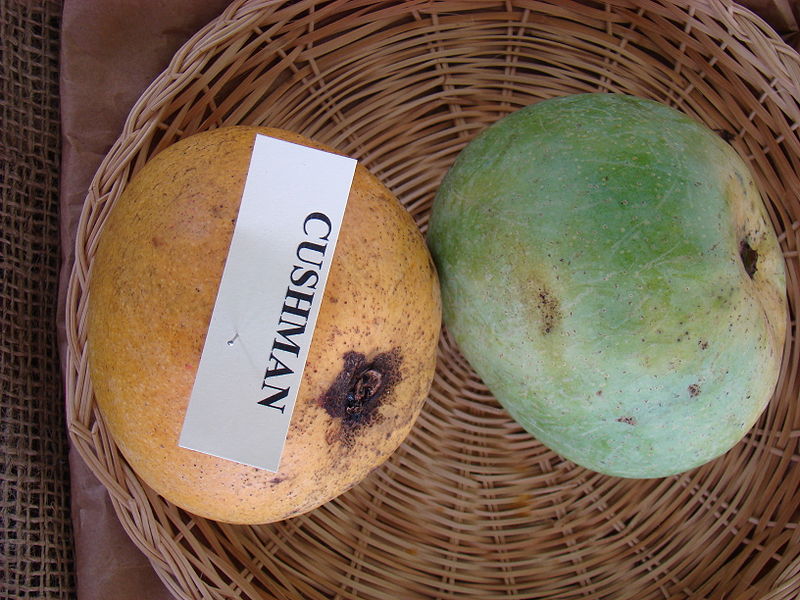 File:Mango Cushman Asit fs8.jpg