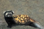 Black and white mustelid with a yellow and brown back on a rock