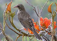 Margarops fuscatus -Guana Island, British Virgin Islands-8.jpg