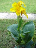 Miniatura para Canna glauca