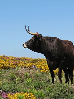 Maronesa Portuguese breed of cattle