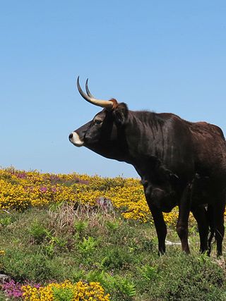 <span class="mw-page-title-main">Maronesa</span> Portuguese breed of cattle