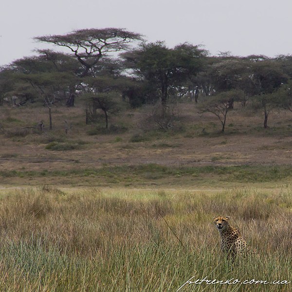 File:Meatu, Tanzania - panoramio (12).jpg