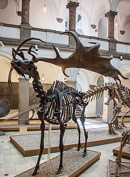 Óriásszarvas (Müncheni Palaeontológiai Múzeum)