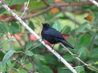 Black catbird Songbird species in the monotypic genus Melanoptila