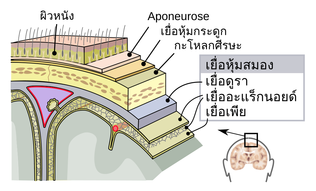 File:Meninges-th.svg