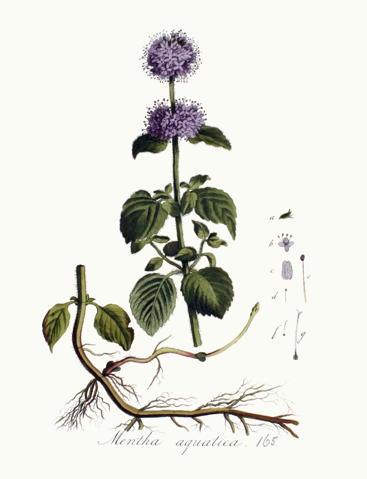 Menthe poivrée — Wikipédia