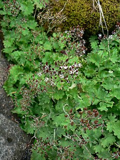 <i>Micranthes odontoloma</i> Species of flowering plant