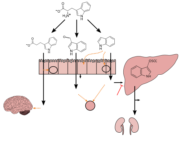 Diagrama do metabolismo do triptofano