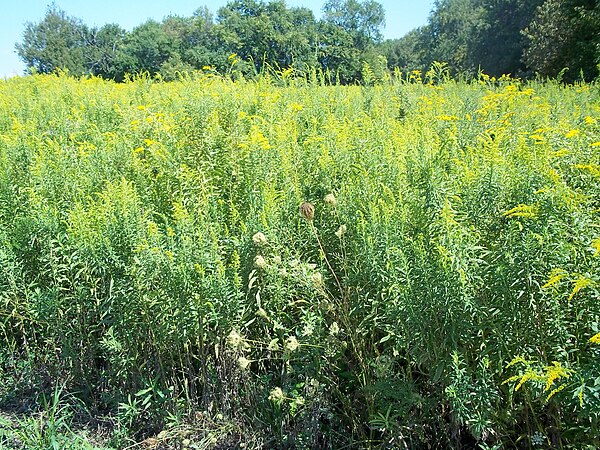 Flora of the Midewin National Tallgrass Prairie