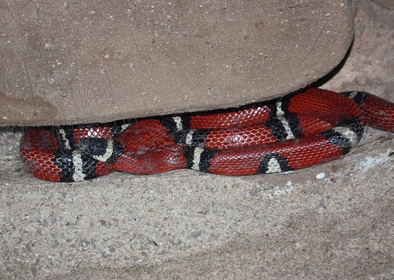 File:Milksnake 004.jpg