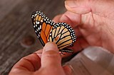 A Monarch butterfly with the scales rubbed off a section of the wing.