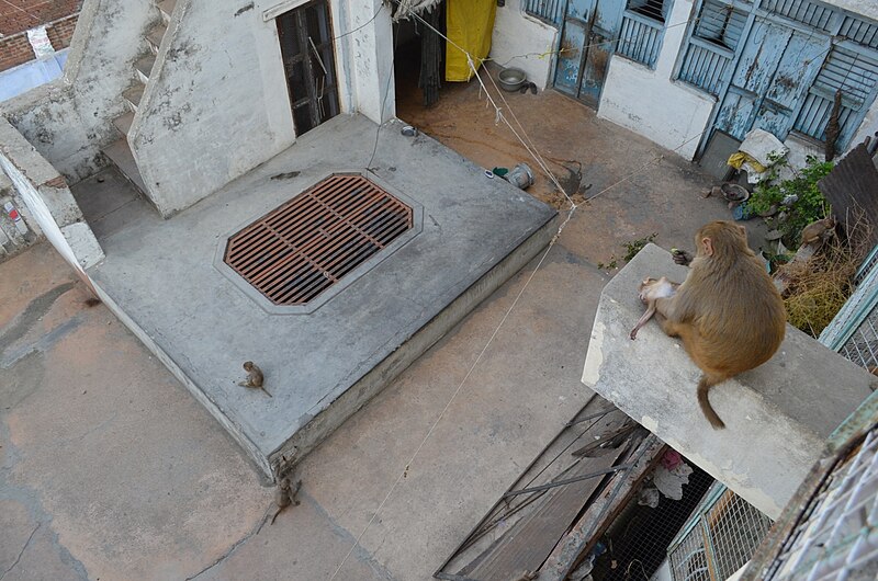 File:Monkeys in Varanasi, Uttar Pradesh, India (2010).jpg