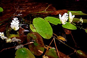 Two-year water ear (Aponogeton distachyos)