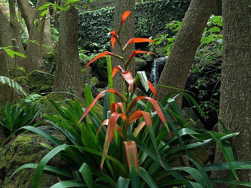 File:Monte Palace Tropical Garden, Madeira, red flower.jpg